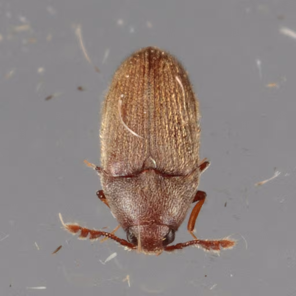 Chevrolat's Small False Click Beetle, Male