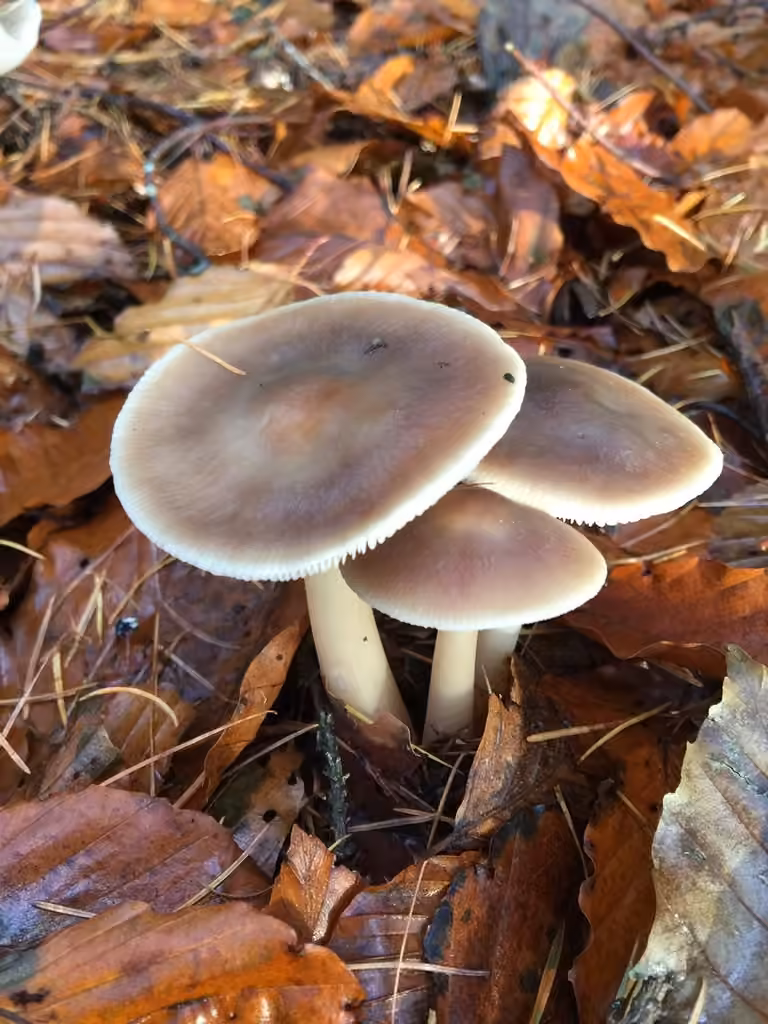 Butter Cap, photo 2 of 5