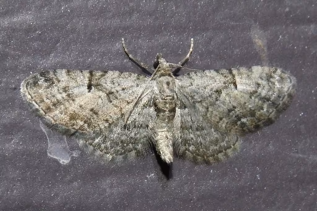 Juniper Looper Moth, Female