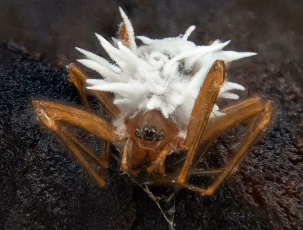 Gibellula arachnophila, photo 3 sur 5