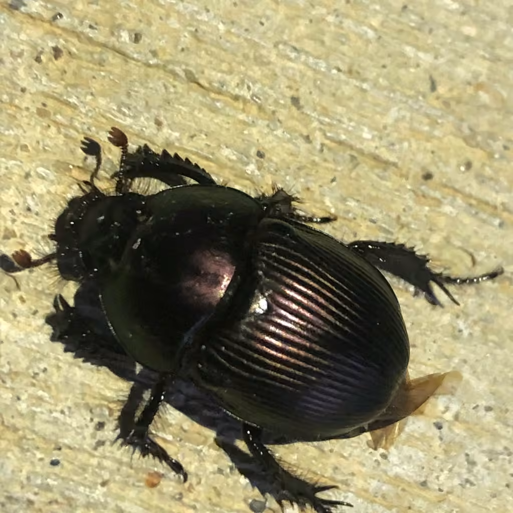 Semi-opaque Earth-boring Scarab Beetle