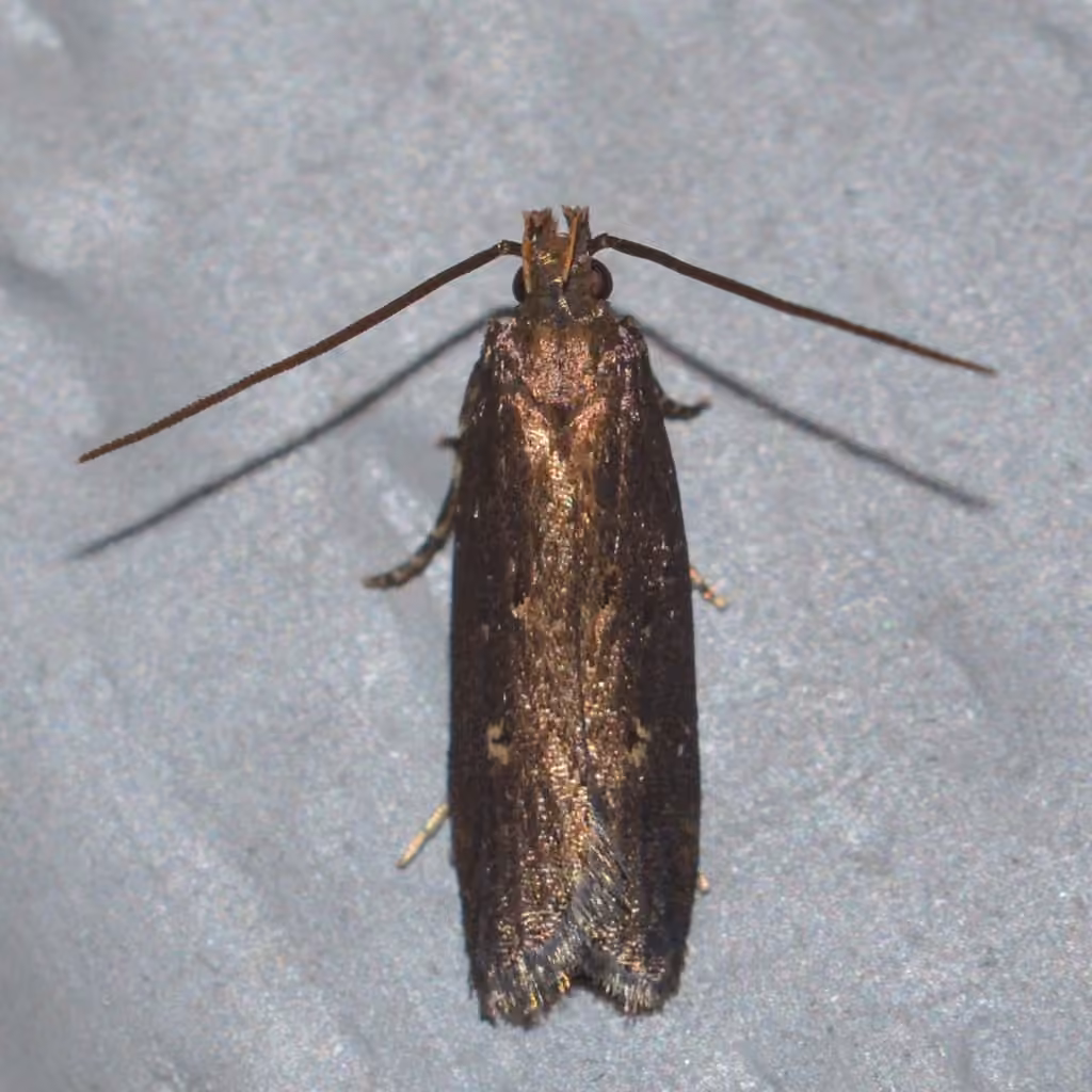 Eye-ringed Chionodes Moth, Adulte