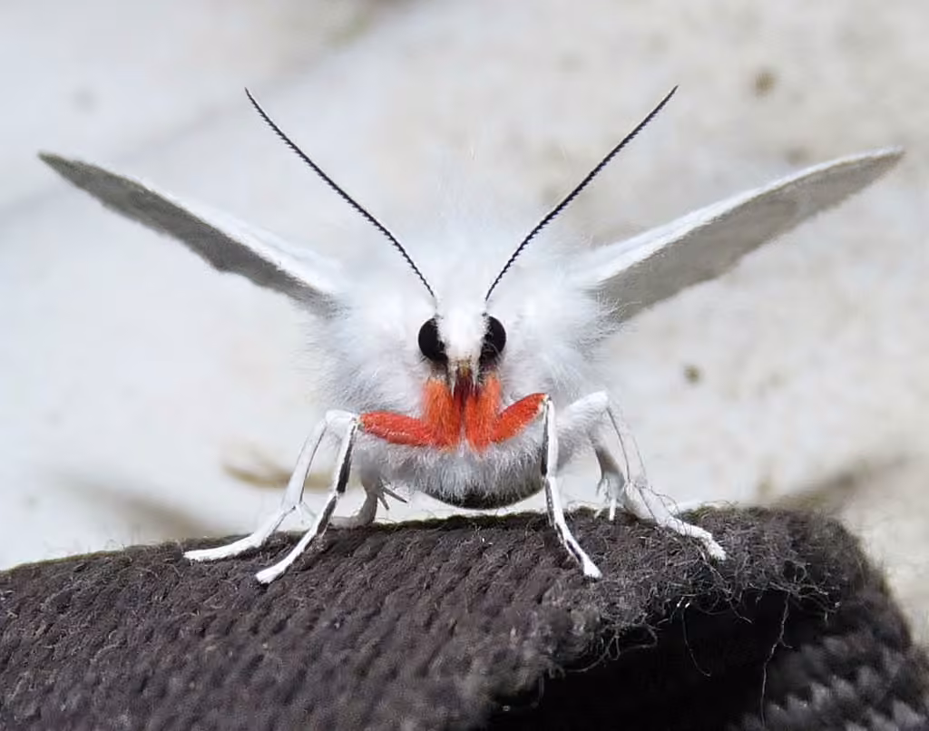 Pink-legged Tiger Moth, photo 1 sur 5