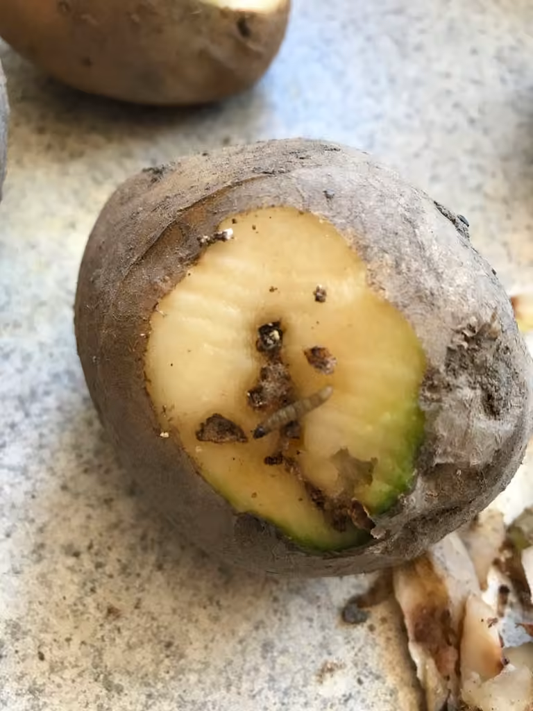 Teigne de la pomme de terre, Chenille