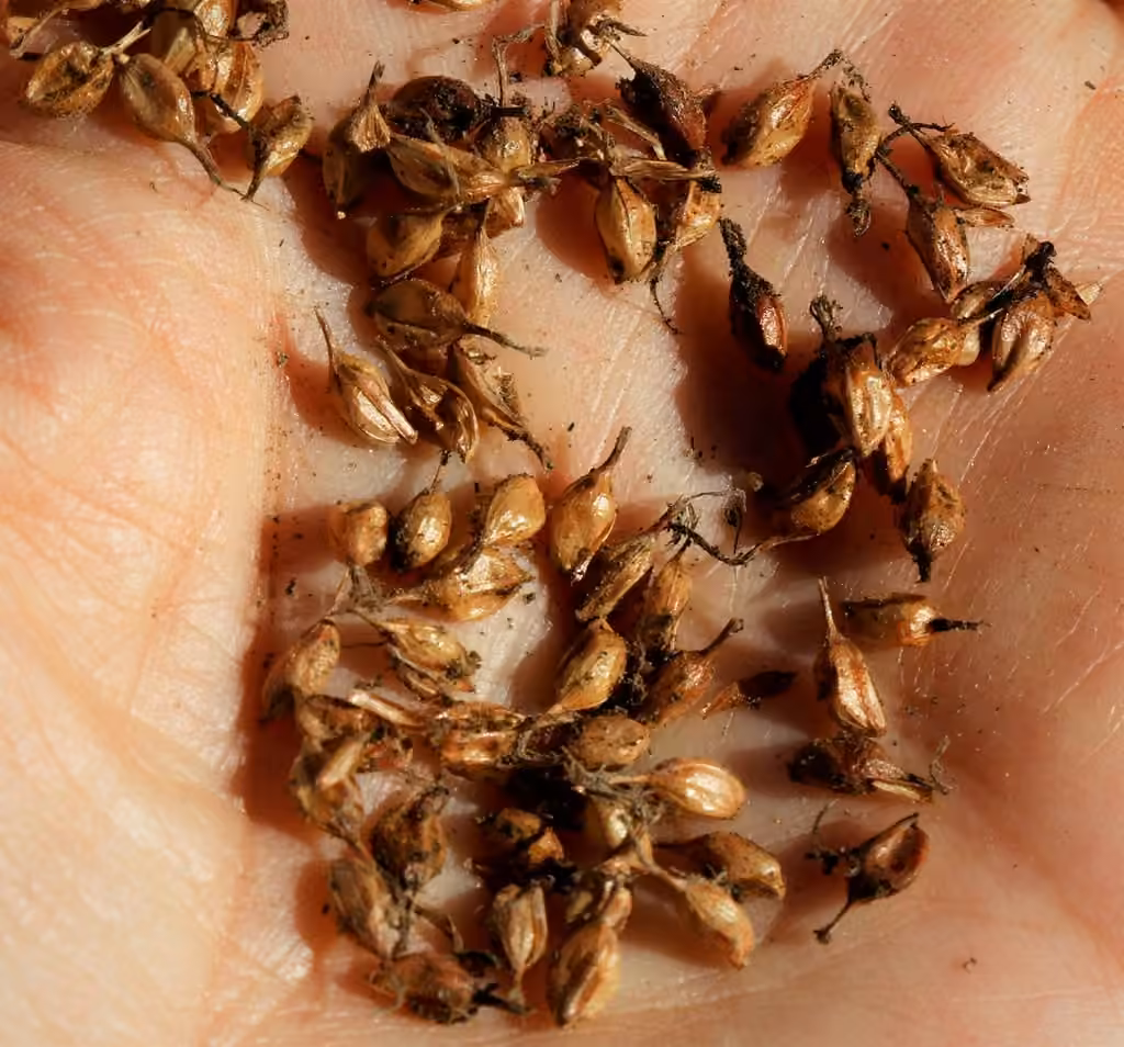 Carex utriculé, En fruits