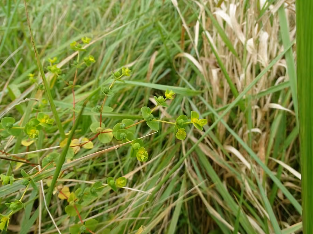 Broadleaf spurge, photo 2 of 2