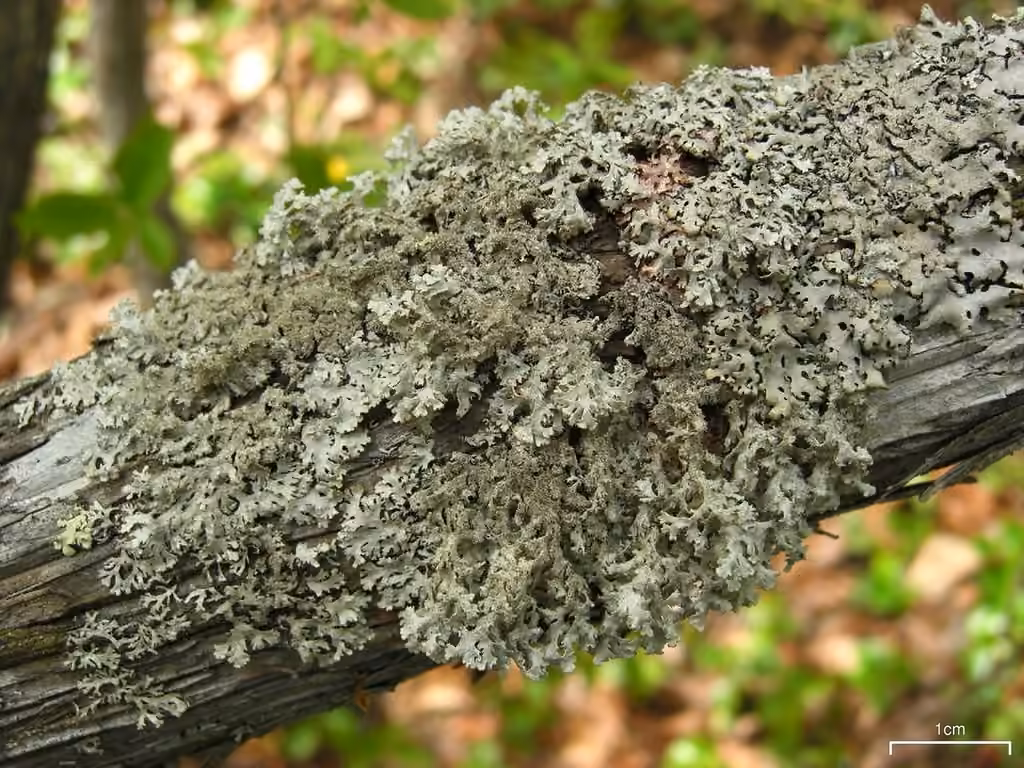 Salted Starburst Lichen, photo 2 of 5