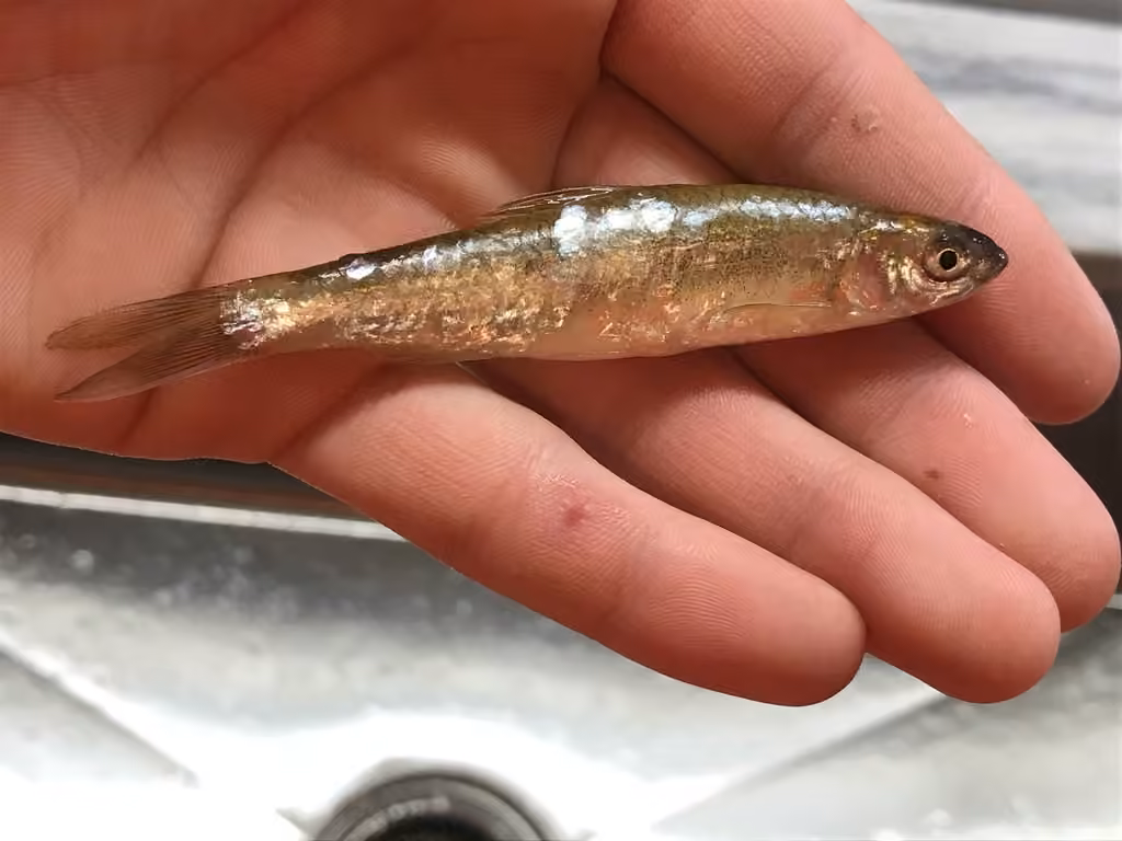 Eastern Silvery Minnow, photo 3 of 5