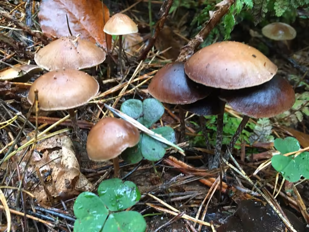 Psilocybe des tourbières, photo 2 of 5