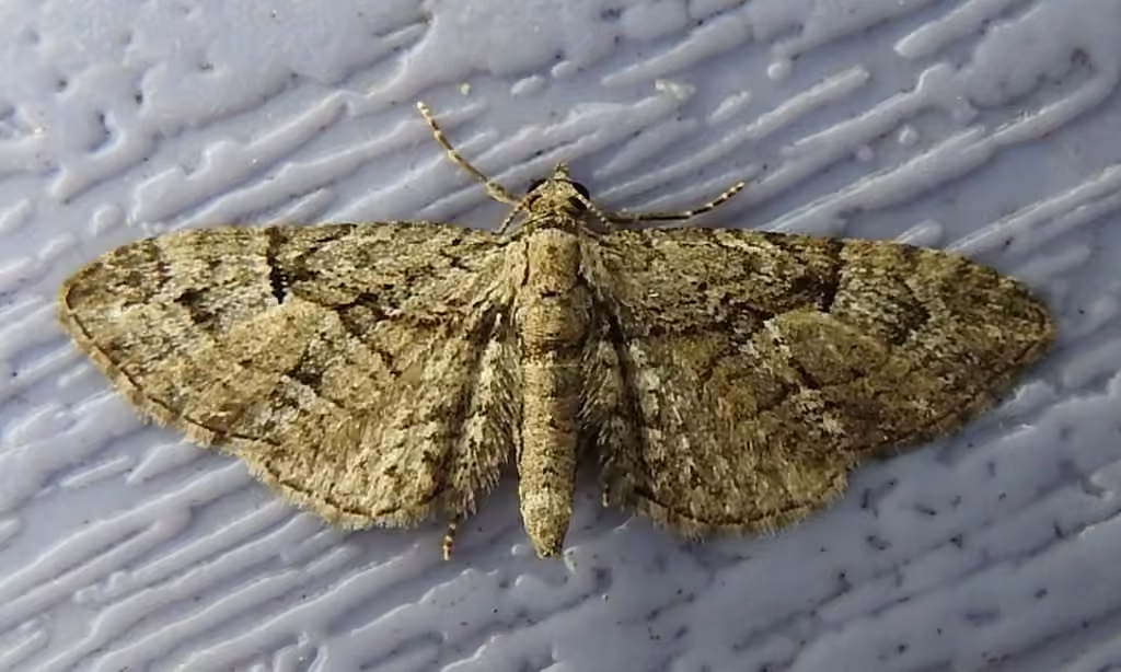 Juniper Looper Moth, Adult