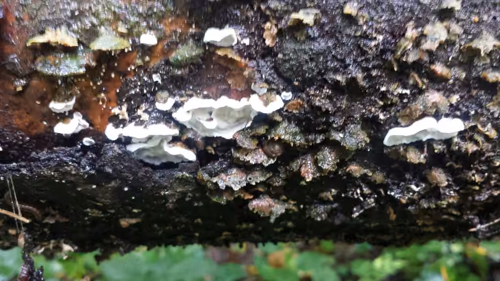 Skeletocutis carneogrisea, photo 2 sur 5