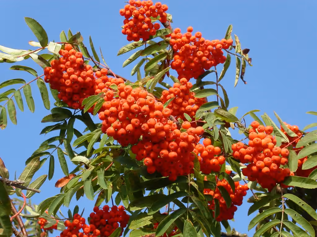 Rowan, photo 1 of 5