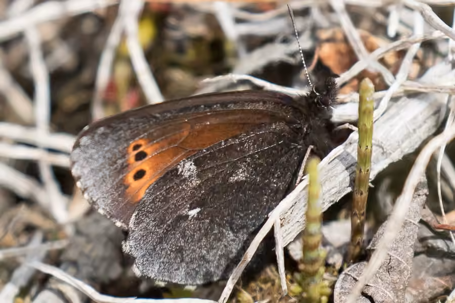 Alpin à ocelles rouges, Adulte