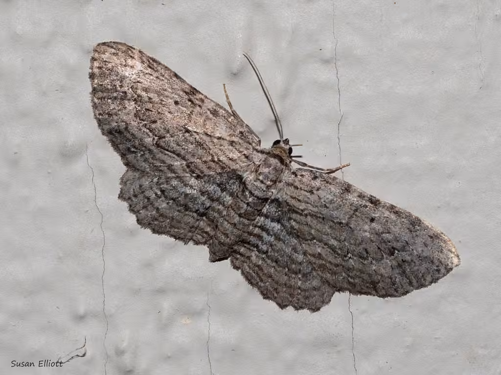 Brown Bark Carpet Moth, Adulte