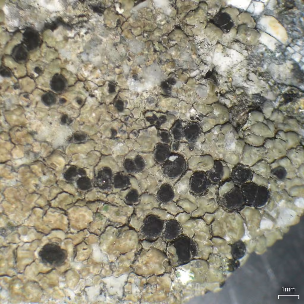Lecidea lichen, photo 2 of 5