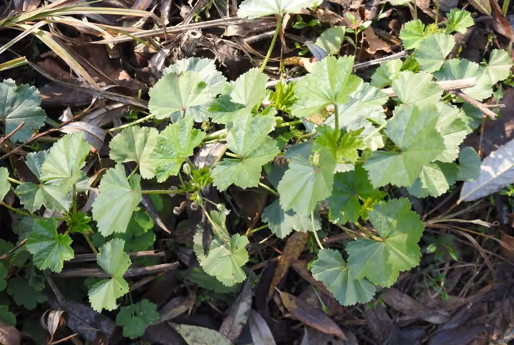 Mauve à feuilles rondes, En fruits