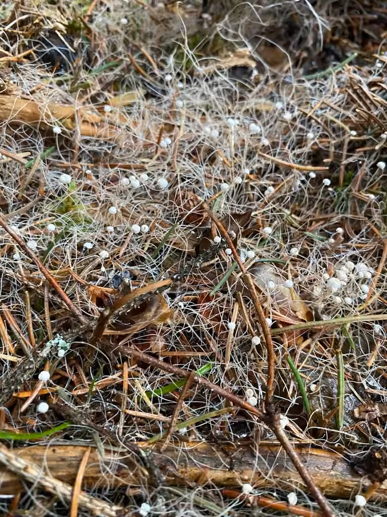 Marasme à pied filiforme, photo 1 of 5