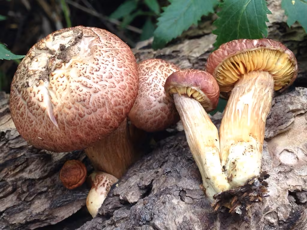 Yellow-gilled Gymnopilus, photo 2 of 5