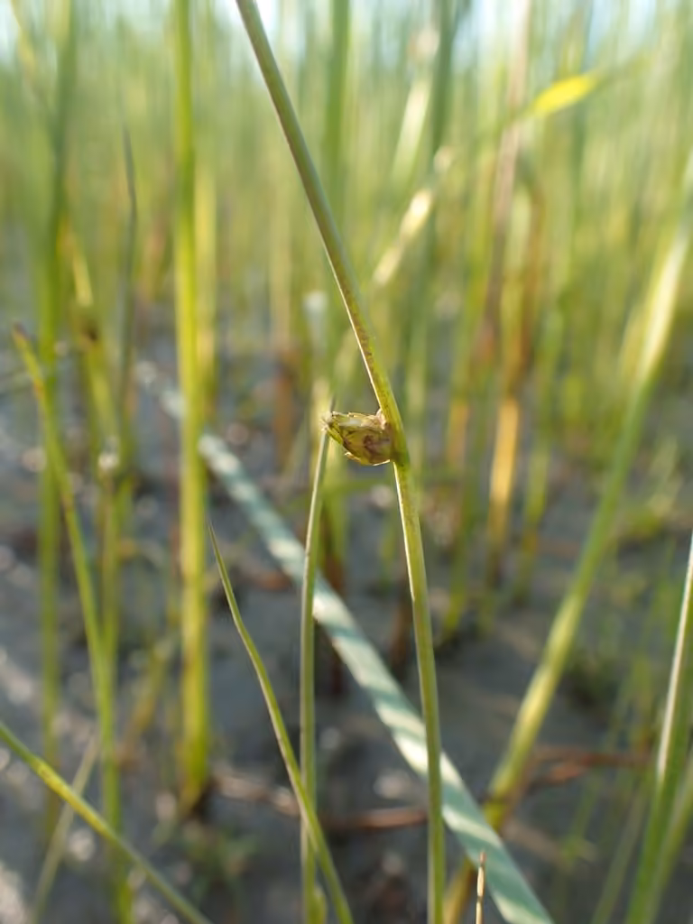 Smith's bulrush, photo 2 of 5