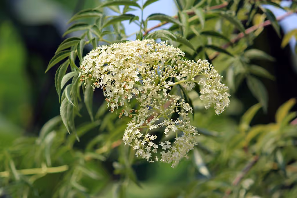 Sureau blanc