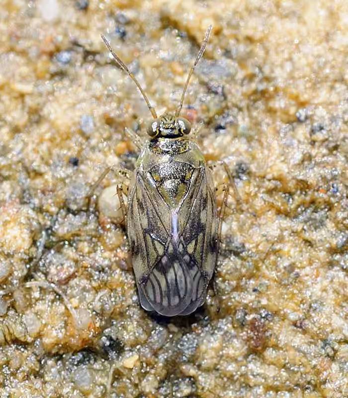 Pentacora sphacelata