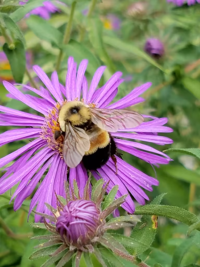 Rusty-patched Bumble Bee, photo 1 of 5