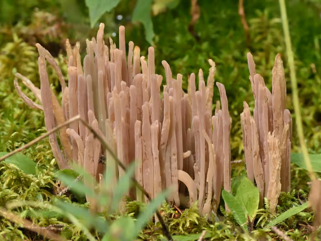 Clavaire pourprée, photo 2 sur 5