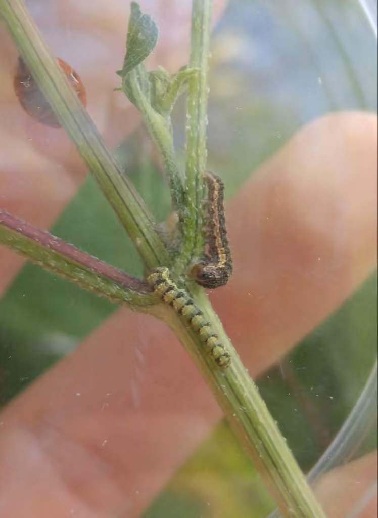 Ragweed Flower Moth, Chenille