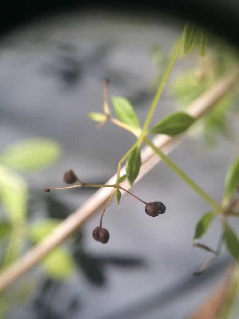 Rough bedstraw, In fruit