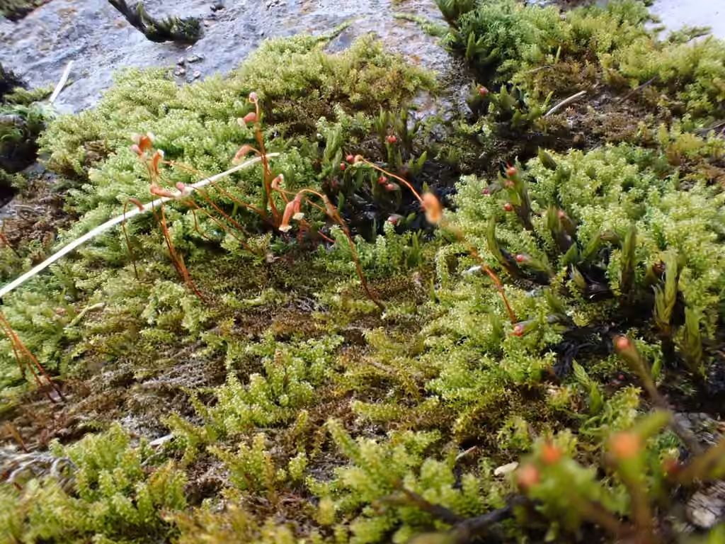 Haller's Feather-moss, photo 2 of 5