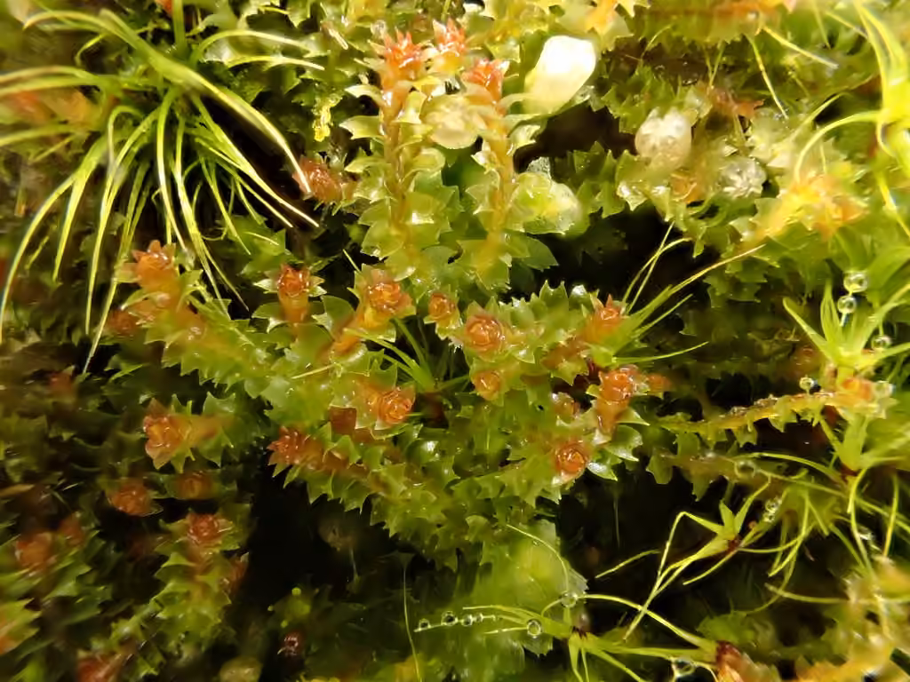 Reddish Notchwort