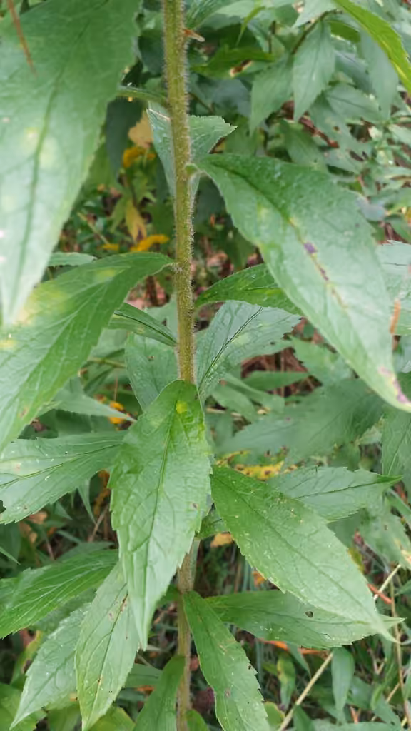 Wrinkleleaf goldenrod, In flower