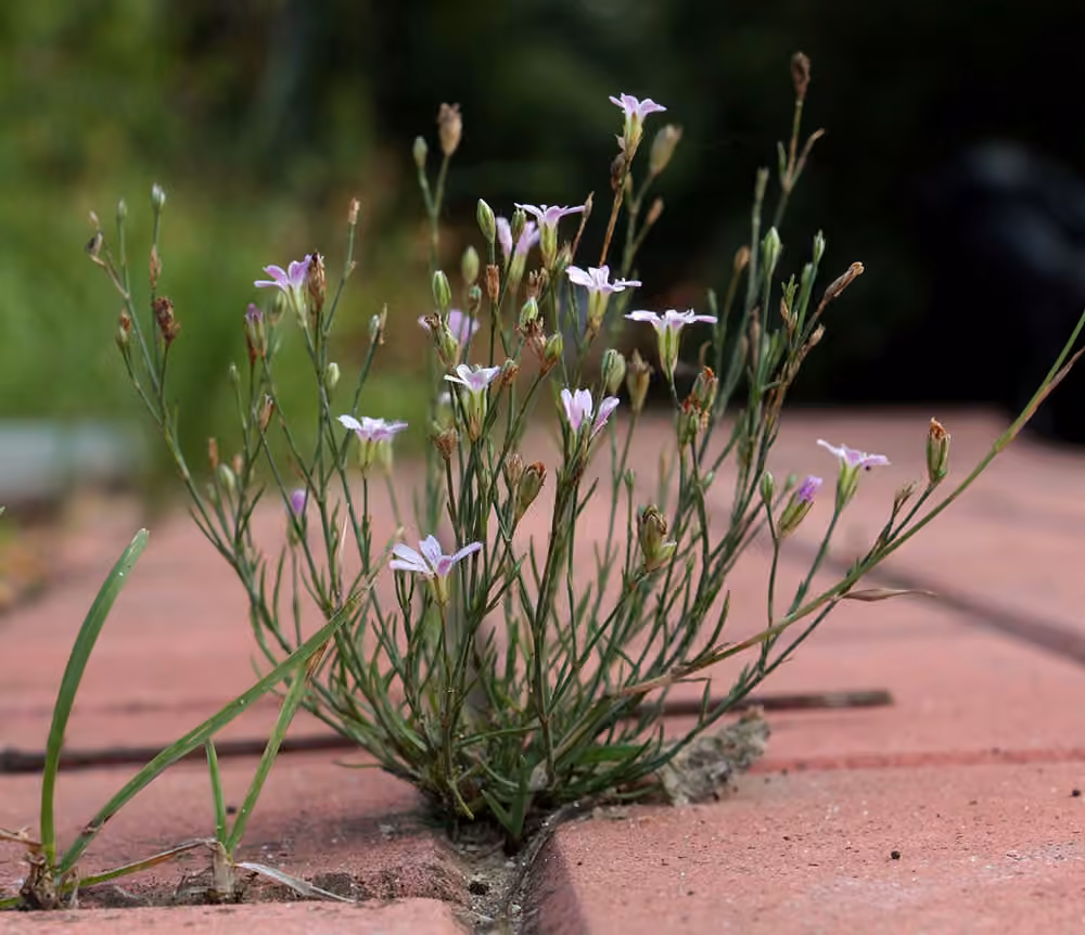 Saxifrage pink, photo 3 of 5