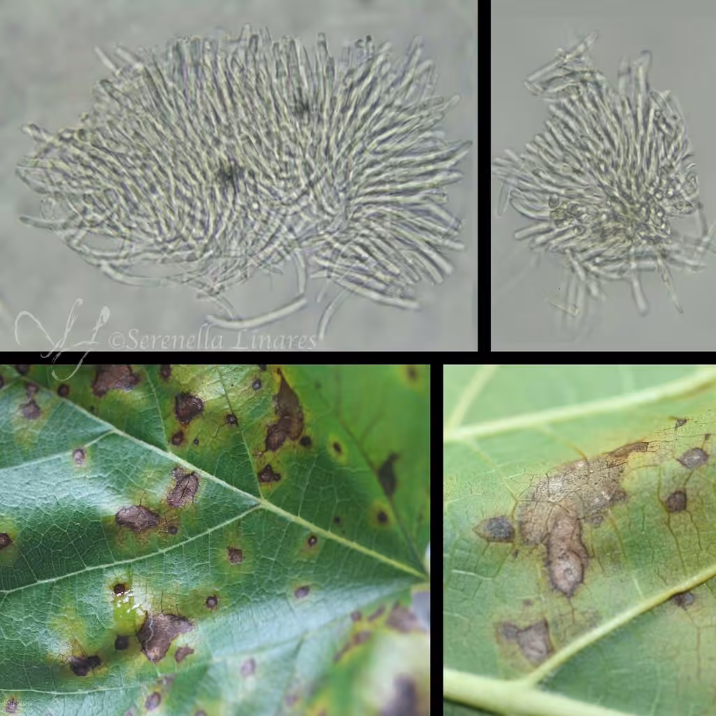 Mulberry Leaf Spot, photo 2 of 5