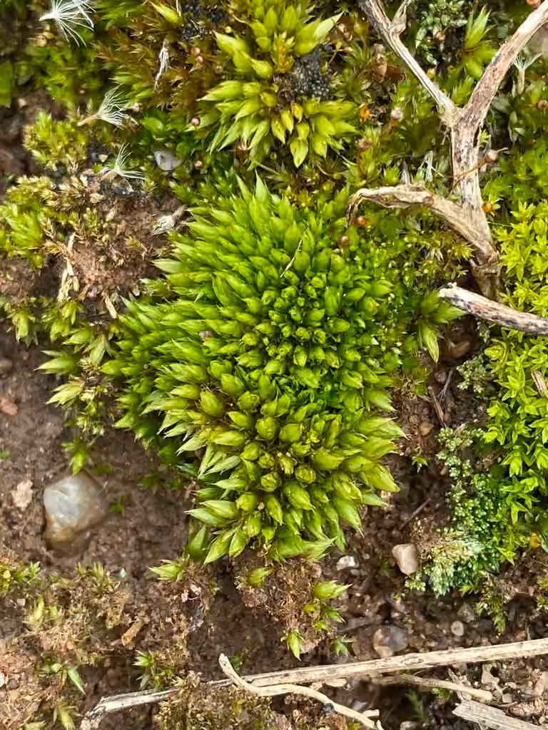 Cuspidate Earth-moss, photo 1 of 5