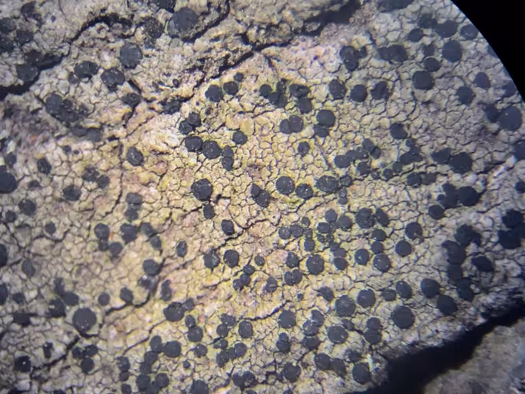 Greenish Old-wood Lichen, photo 2 of 5