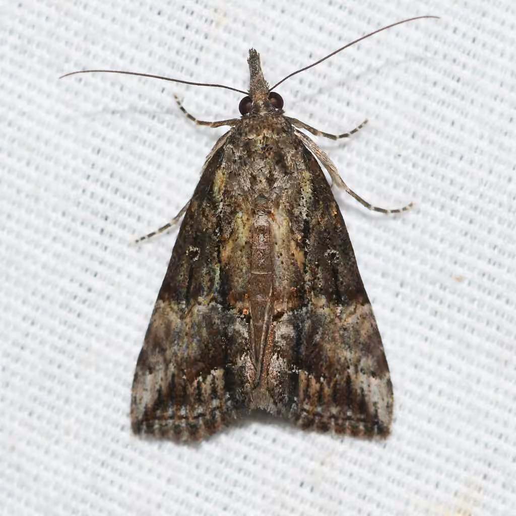 Noctuelle des légumineuses, photo 2 sur 5
