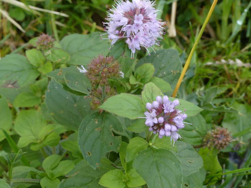 Water mint, In flower