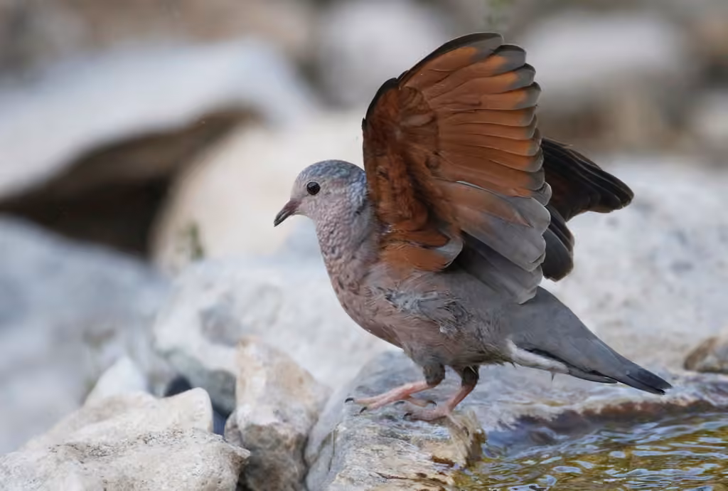 Common Ground Dove, photo 3 of 5