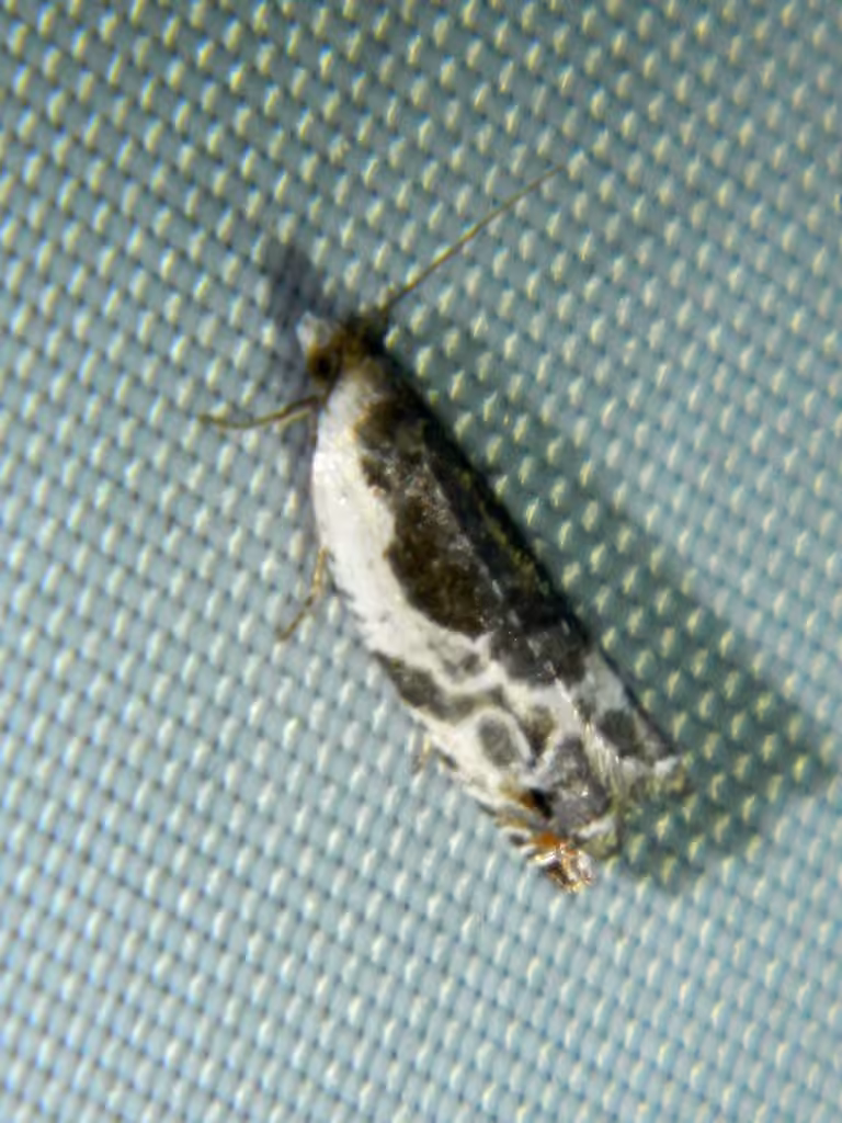 Little Cloud Ancylis Moth, Adulte