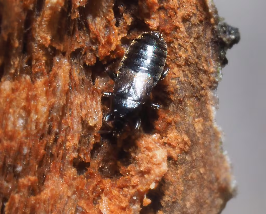 Minute pirate bug, Nymph