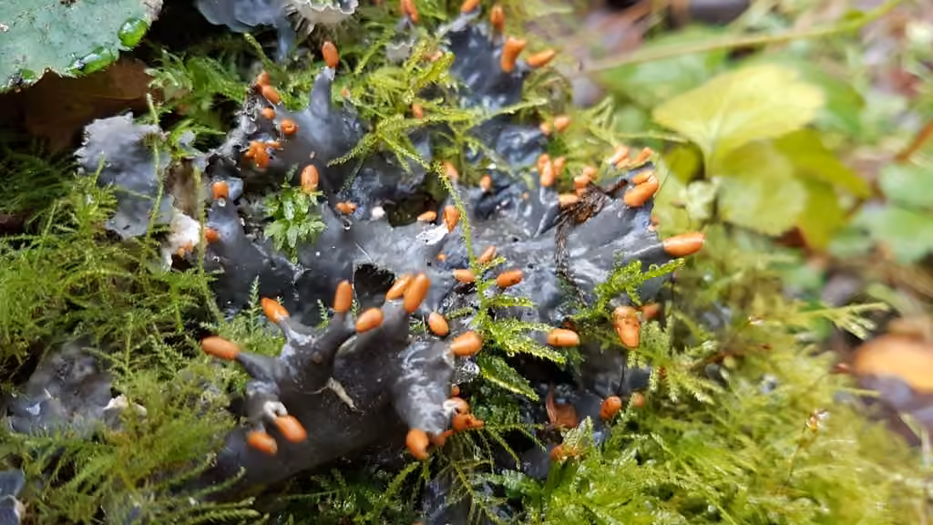 Peltigère à ventre pâle, photo 1 sur 5