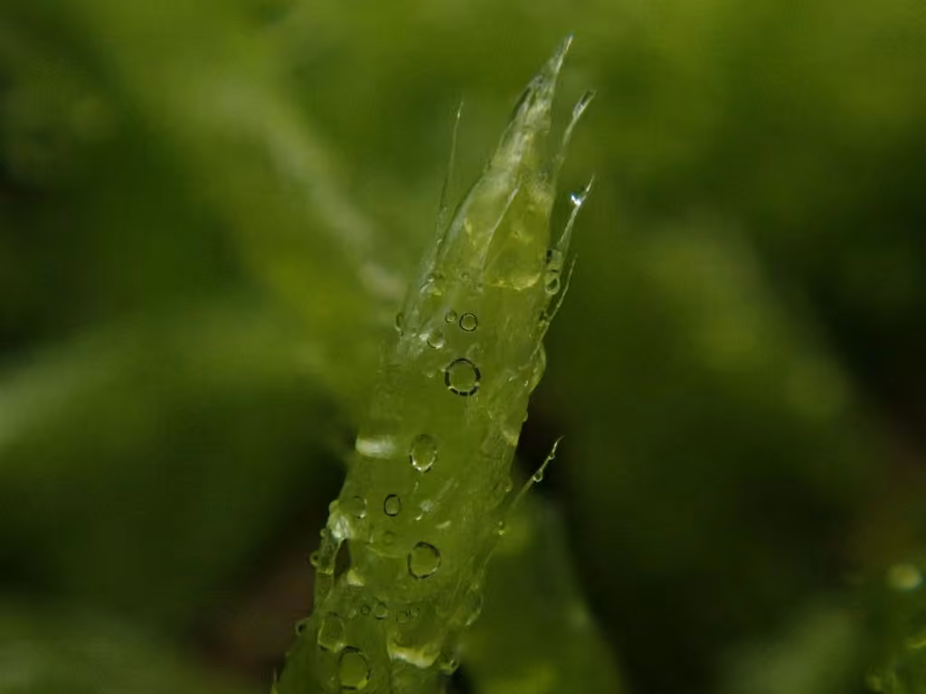 Whitish Feather-moss, photo 3 of 5