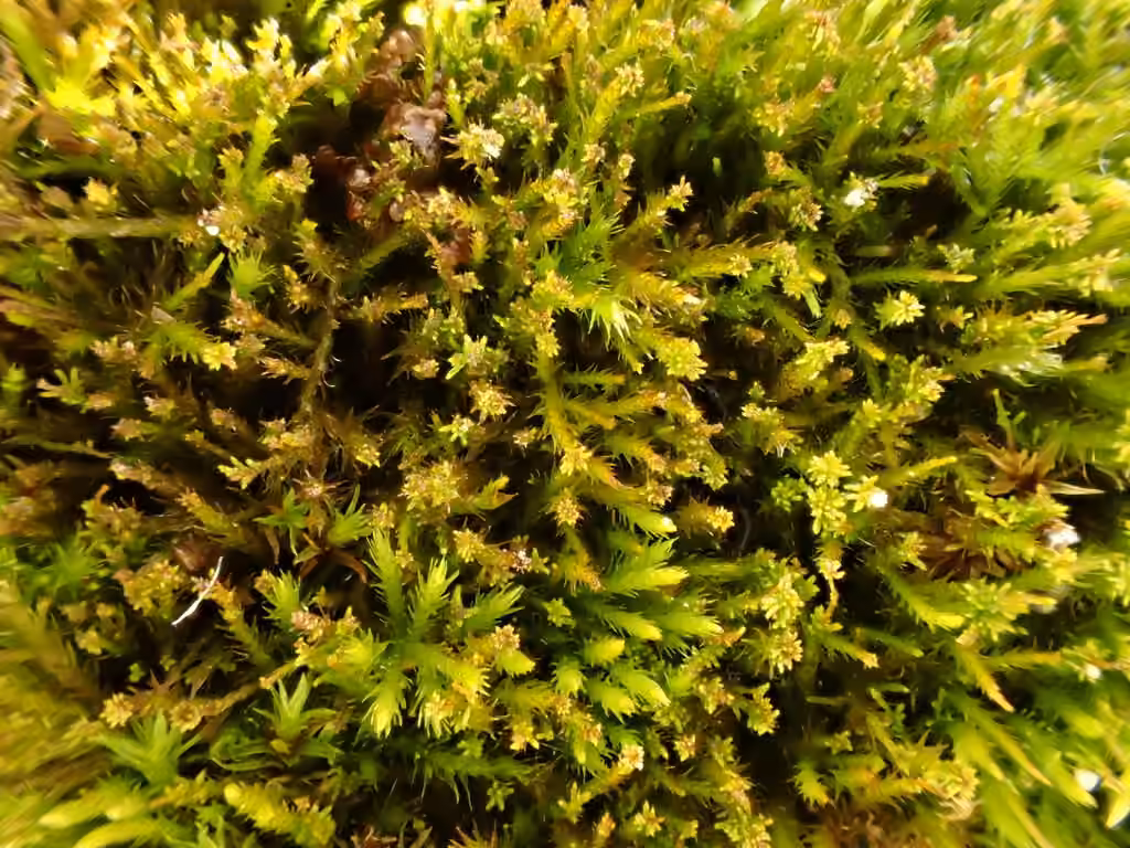 Leskée prolifère