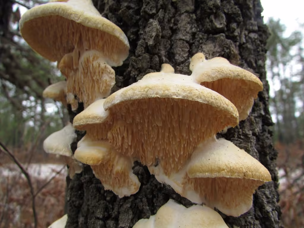Irpiciporus mollis, photo 2 of 5