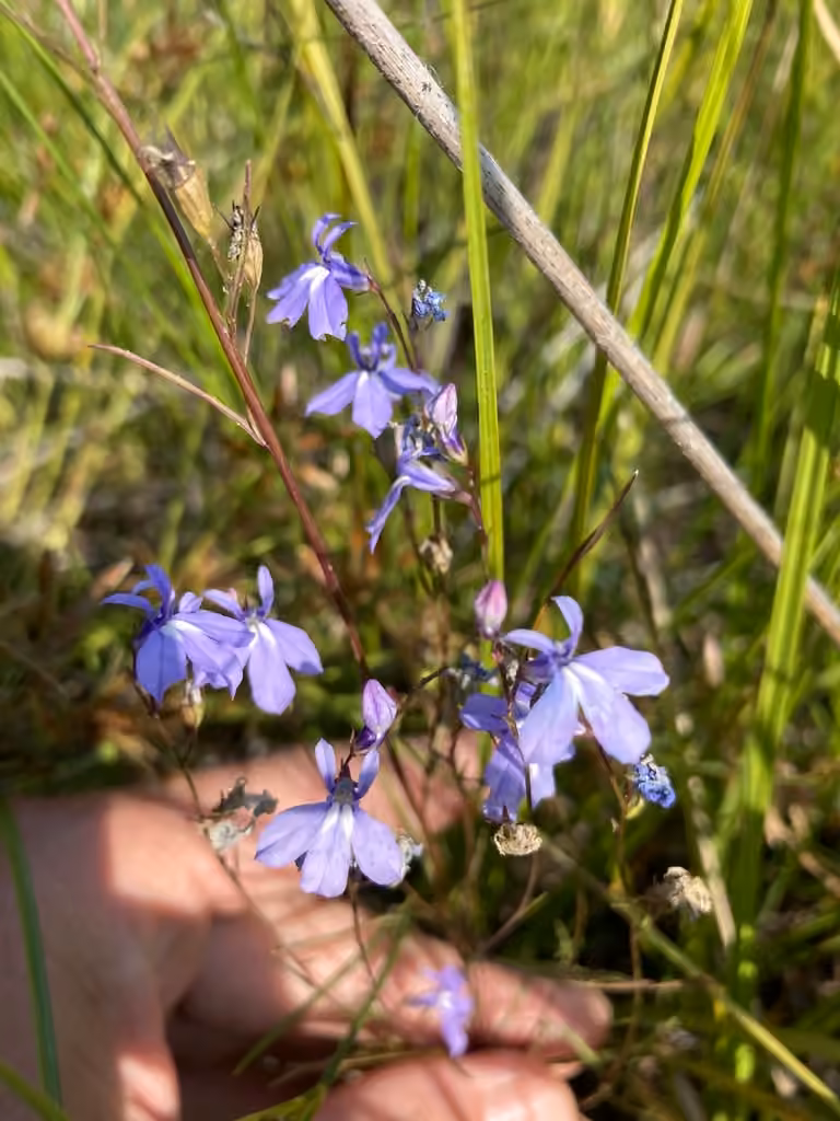 Lobélie de Kalm, En fleurs