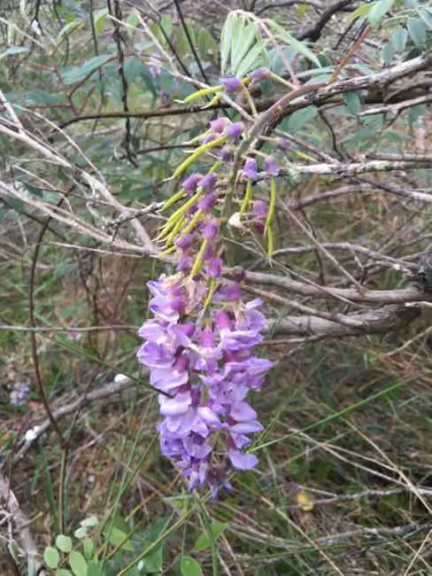 Glycine d'Amérique