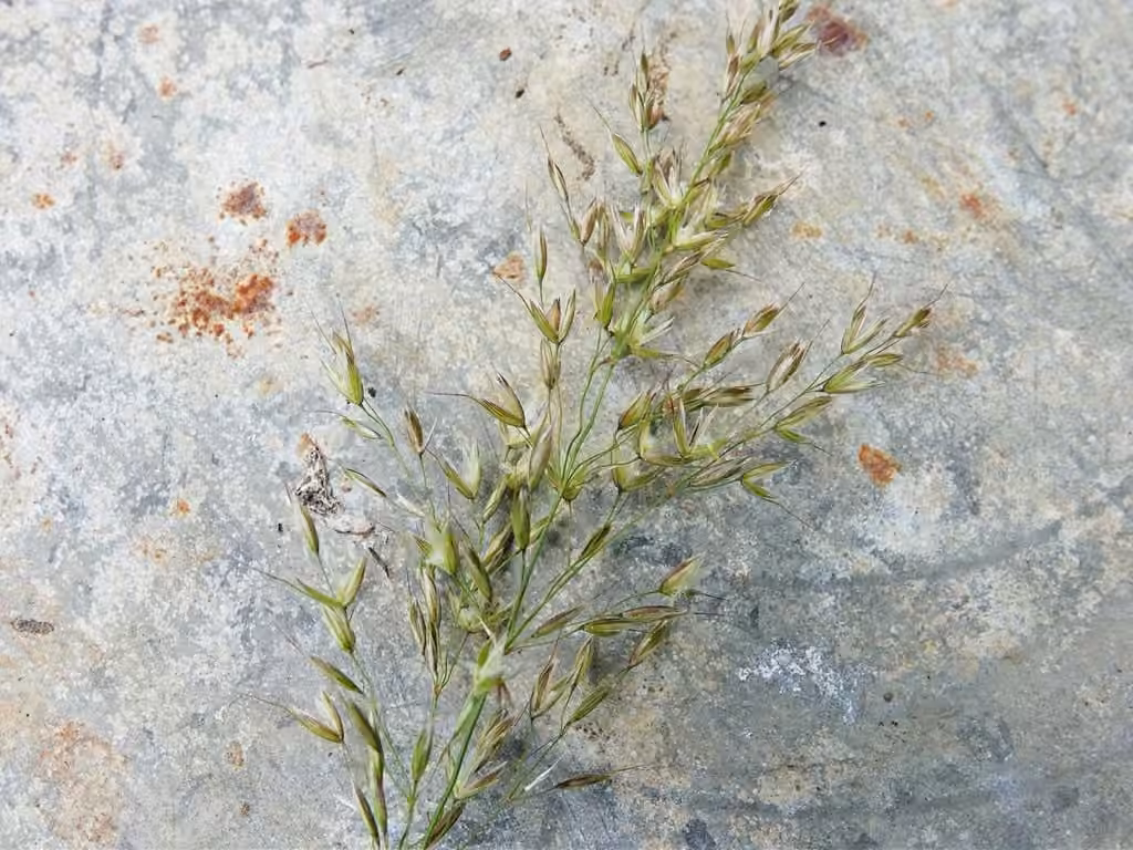 Tall oatgrass, In flower