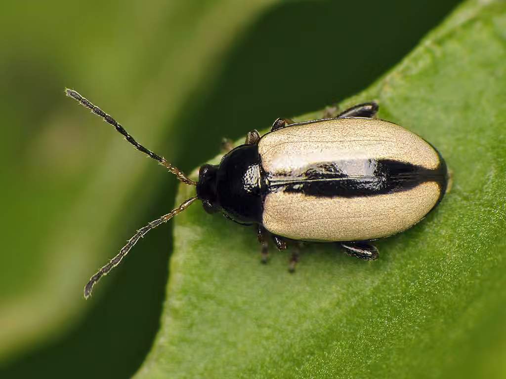 Horseradish Flea Beetle, photo 1 of 5