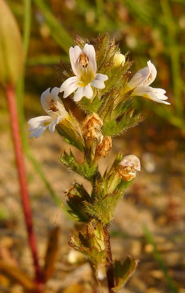 Hudson Bay eyebright, In flower